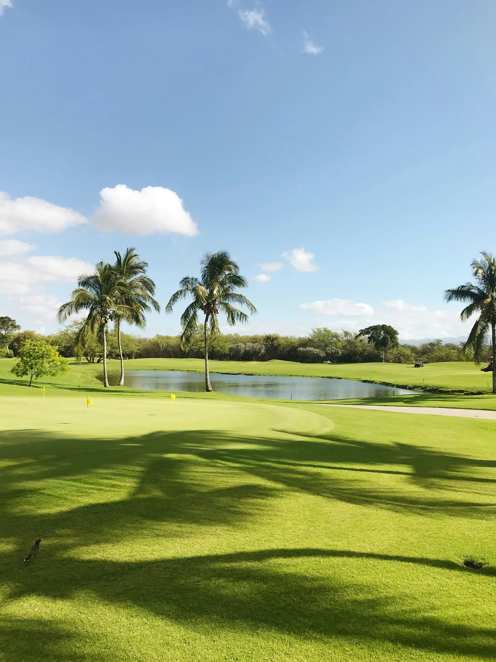 Parcours de golf 18 trous bordé de palmiers à Saint-François